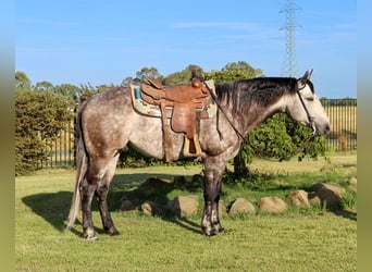 American Quarter Horse, Wallach, 8 Jahre, 155 cm, Apfelschimmel
