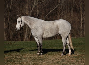 American Quarter Horse, Wallach, 8 Jahre, 155 cm, Apfelschimmel
