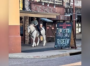American Quarter Horse, Wallach, 8 Jahre, 155 cm, Apfelschimmel