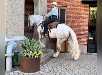 American Quarter Horse, Wallach, 8 Jahre, 155 cm, Apfelschimmel