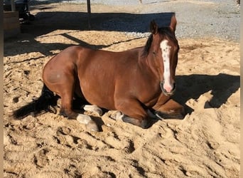 American Quarter Horse, Wallach, 8 Jahre, 155 cm, Brauner