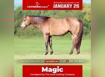 American Quarter Horse, Wallach, 8 Jahre, 155 cm, Buckskin