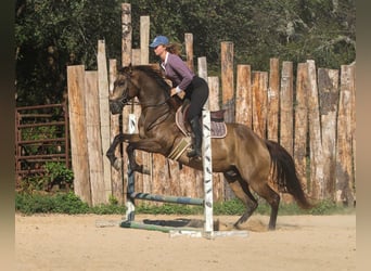 American Quarter Horse, Wallach, 8 Jahre, 155 cm, Buckskin