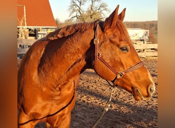 American Quarter Horse, Wallach, 8 Jahre, 155 cm, Fuchs