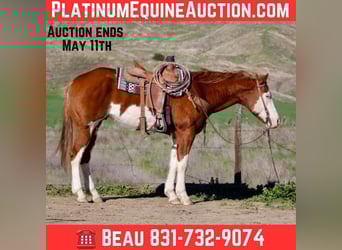 American Quarter Horse, Wallach, 8 Jahre, 155 cm, Overo-alle-Farben