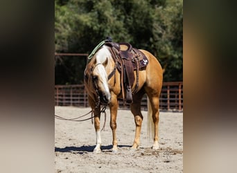 American Quarter Horse, Wallach, 8 Jahre, 155 cm, Palomino