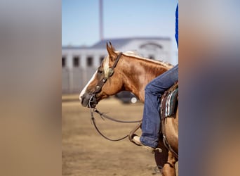 American Quarter Horse, Wallach, 8 Jahre, 155 cm, Palomino