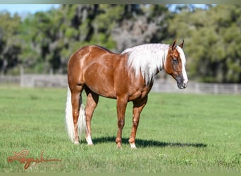 American Quarter Horse, Wallach, 8 Jahre, 155 cm, Palomino