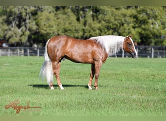 American Quarter Horse, Wallach, 8 Jahre, 155 cm, Palomino