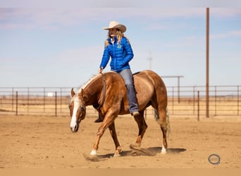 American Quarter Horse, Wallach, 8 Jahre, 155 cm, Palomino
