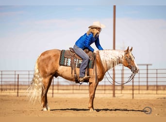 American Quarter Horse, Wallach, 8 Jahre, 155 cm, Palomino