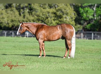 American Quarter Horse, Wallach, 8 Jahre, 155 cm, Palomino