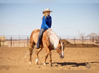 American Quarter Horse, Wallach, 8 Jahre, 155 cm, Palomino