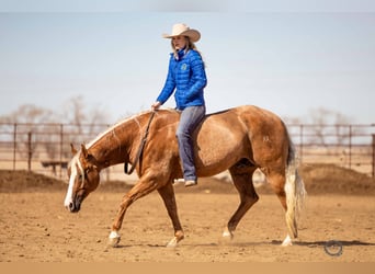 American Quarter Horse, Wallach, 8 Jahre, 155 cm, Palomino