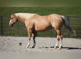 American Quarter Horse, Wallach, 8 Jahre, 155 cm, Palomino