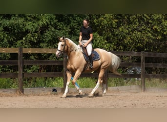 American Quarter Horse, Wallach, 8 Jahre, 155 cm, Palomino