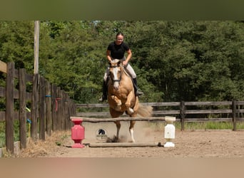 American Quarter Horse, Wallach, 8 Jahre, 155 cm, Palomino