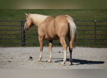 American Quarter Horse, Wallach, 8 Jahre, 155 cm, Palomino