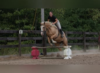 American Quarter Horse, Wallach, 8 Jahre, 155 cm, Palomino
