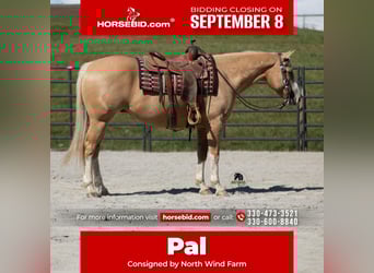 American Quarter Horse, Wallach, 8 Jahre, 155 cm, Palomino
