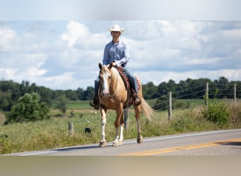 American Quarter Horse, Wallach, 8 Jahre, 155 cm, Palomino
