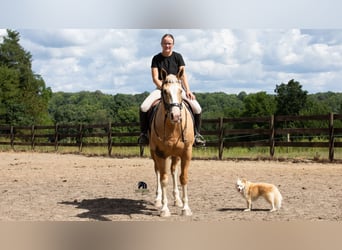 American Quarter Horse, Wallach, 8 Jahre, 155 cm, Palomino