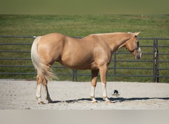 American Quarter Horse, Wallach, 8 Jahre, 155 cm, Palomino