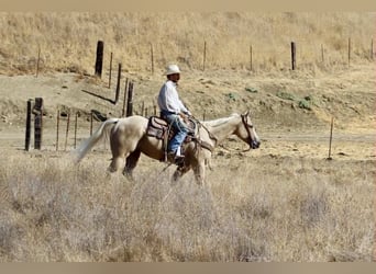 American Quarter Horse, Wallach, 8 Jahre, 155 cm, Palomino