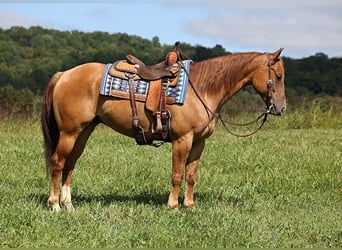 American Quarter Horse, Wallach, 8 Jahre, 155 cm, Red Dun