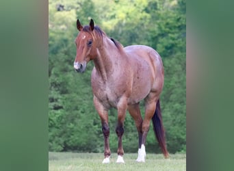 American Quarter Horse, Wallach, 8 Jahre, 155 cm, Roan-Bay