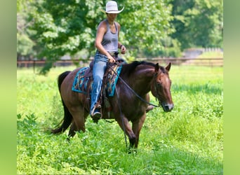 American Quarter Horse, Wallach, 8 Jahre, 155 cm, Roan-Bay