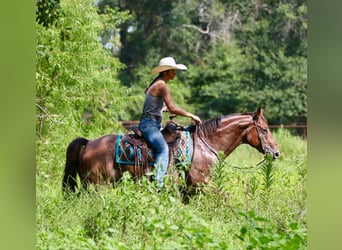 American Quarter Horse, Wallach, 8 Jahre, 155 cm, Roan-Bay