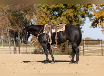 American Quarter Horse, Wallach, 8 Jahre, 155 cm, Roan-Blue