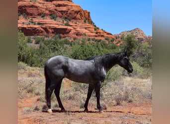 American Quarter Horse, Wallach, 8 Jahre, 155 cm, Roan-Blue