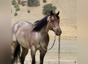 American Quarter Horse, Wallach, 8 Jahre, 155 cm, Roan-Blue