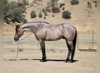 American Quarter Horse, Wallach, 8 Jahre, 155 cm, Roan-Blue