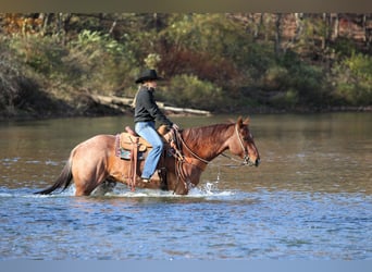 American Quarter Horse, Wallach, 8 Jahre, 155 cm, Roan-Red