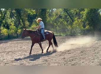American Quarter Horse, Wallach, 8 Jahre, 155 cm, Roan-Red