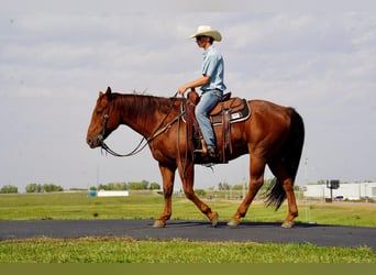 American Quarter Horse, Wallach, 8 Jahre, 155 cm, Roan-Red