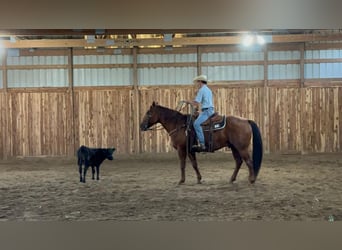 American Quarter Horse, Wallach, 8 Jahre, 155 cm, Roan-Red