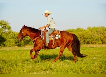 American Quarter Horse, Wallach, 8 Jahre, 155 cm, Roan-Red