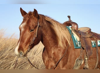 American Quarter Horse, Wallach, 8 Jahre, 155 cm, Roan-Red