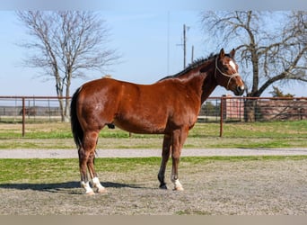 American Quarter Horse, Wallach, 8 Jahre, 155 cm, Rotbrauner