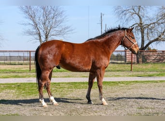 American Quarter Horse, Wallach, 8 Jahre, 155 cm, Rotbrauner