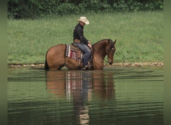 American Quarter Horse Mix, Wallach, 8 Jahre, 155 cm, Rotbrauner