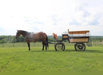 American Quarter Horse Mix, Wallach, 8 Jahre, 155 cm, Rotbrauner