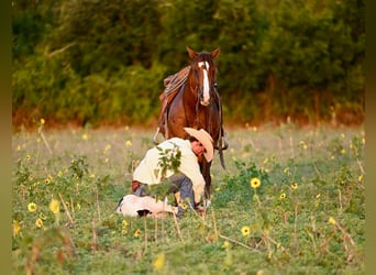 American Quarter Horse, Wallach, 8 Jahre, 155 cm, Rotfuchs