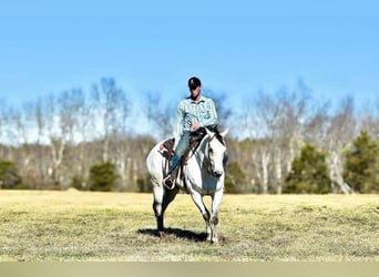 American Quarter Horse, Wallach, 8 Jahre, 155 cm, Schimmel