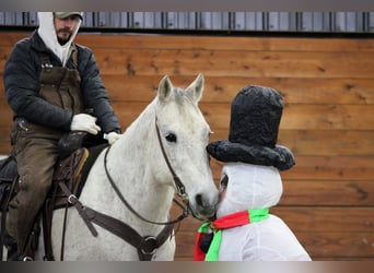 American Quarter Horse, Wallach, 8 Jahre, 155 cm, Schimmel