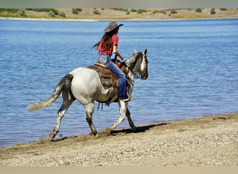 American Quarter Horse, Wallach, 8 Jahre, 155 cm, Schimmel